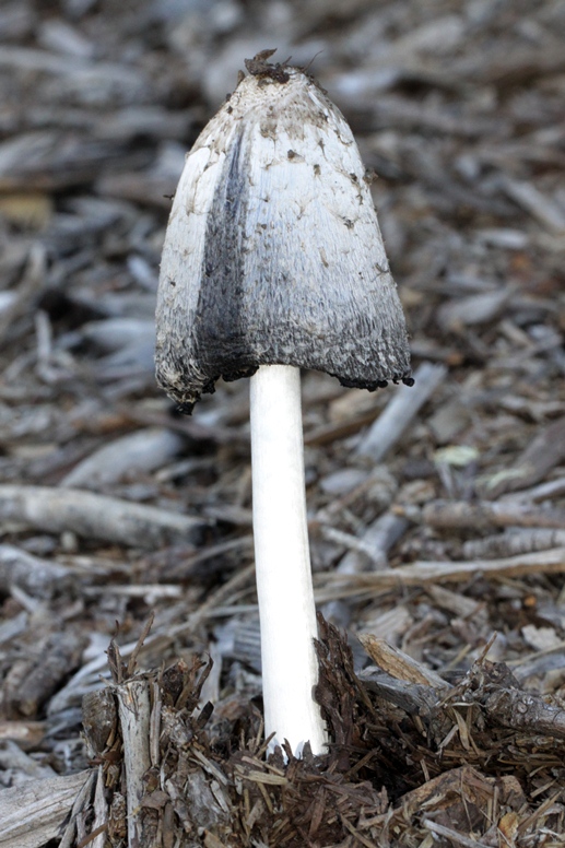 shaggy mane